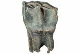 Fossil Woolly Rhino (Coelodonta) Tooth - Siberia #225591-1